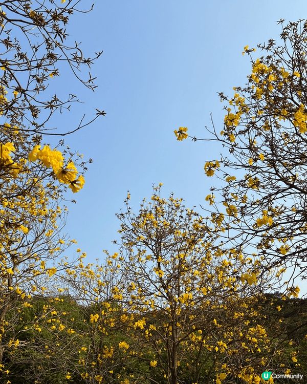 一期一會的黃花風鈴路喺市區郊區燦爛盛