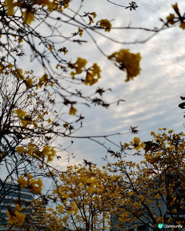 一期一會的黃花風鈴路喺市區郊區燦爛盛