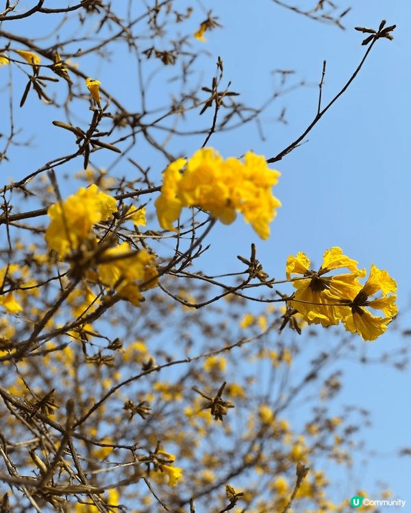 一期一會的黃花風鈴路喺市區郊區燦爛盛