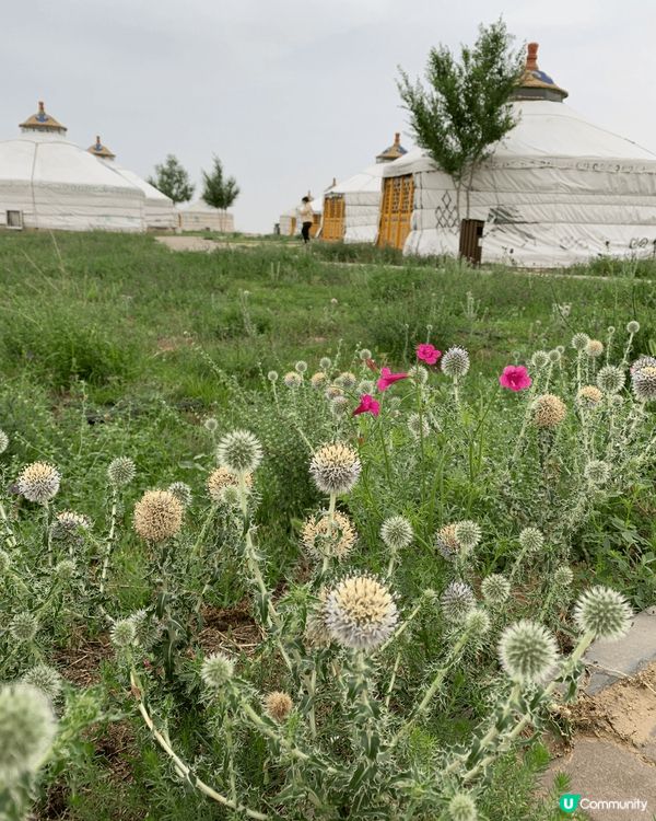 感受內蒙古的壯美風光，清晨觀賞草原，感受大自然的讚美，騎駱駝...