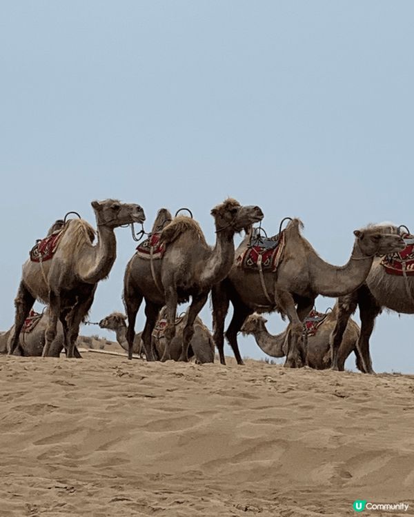 感受內蒙古的壯美風光，清晨觀賞草原，感受大自然的讚美，騎駱駝...