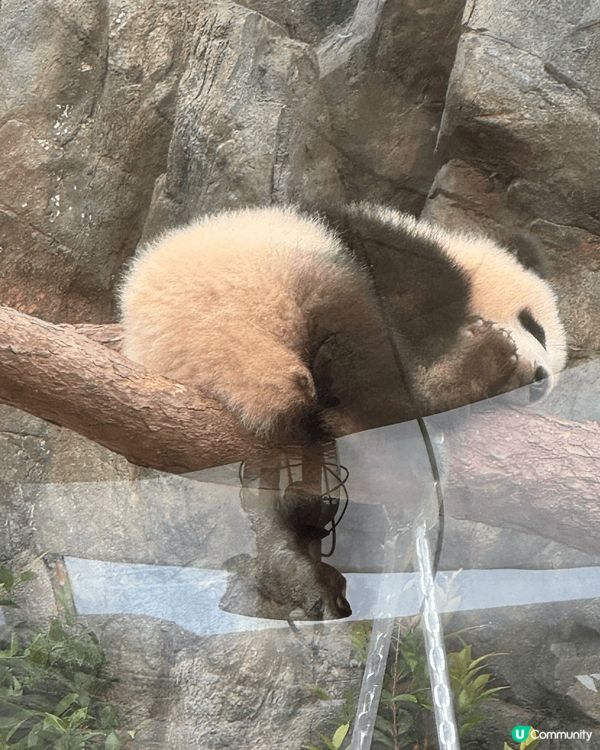 有乜咁好彩呀 我生日遇上高峰樂園暫停開放！