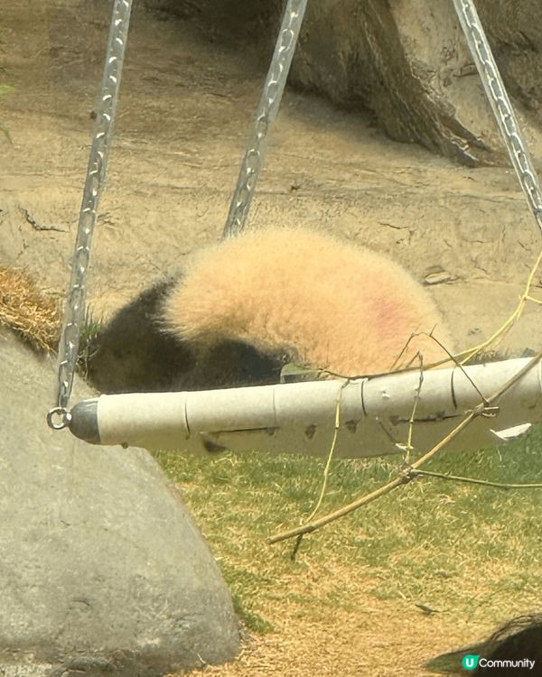 有乜咁好彩呀 我生日遇上高峰樂園暫停開放！