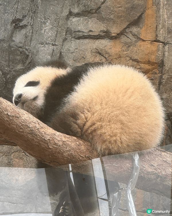 有乜咁好彩呀 我生日遇上高峰樂園暫停開放！