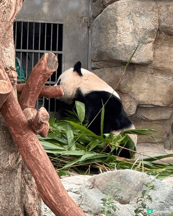 有乜咁好彩呀 我生日遇上高峰樂園暫停開放！