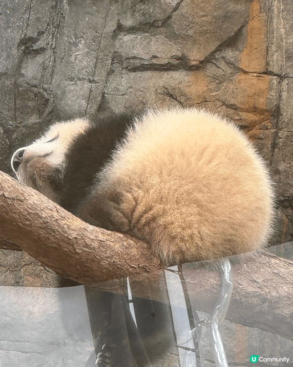 有乜咁好彩呀 我生日遇上高峰樂園暫停開放！