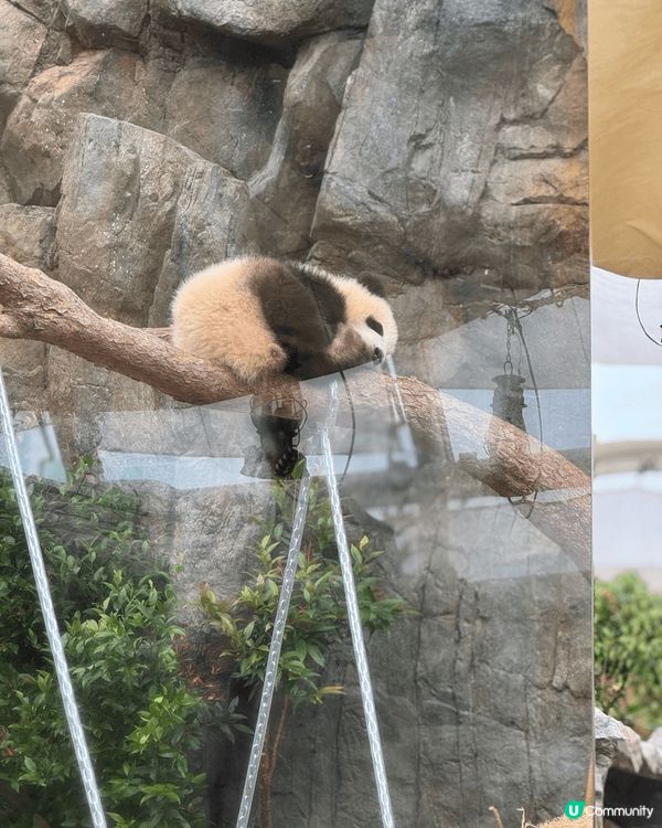 有乜咁好彩呀 我生日遇上高峰樂園暫停開放！