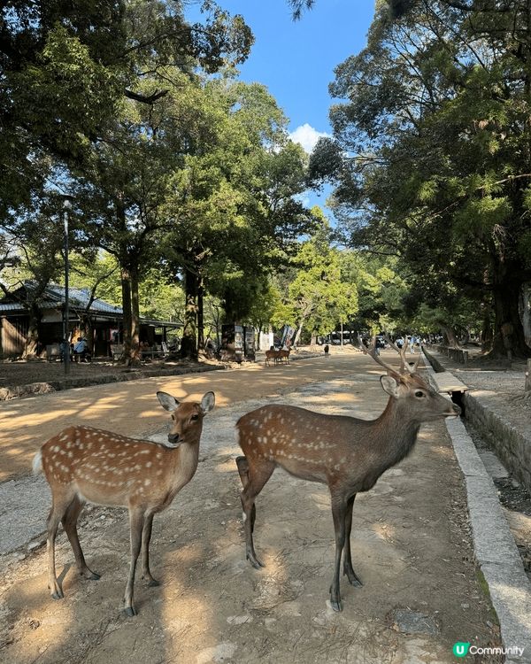 去了大阪難波神社，超大一個獅子頭，與一般神社不一樣，好特別。...