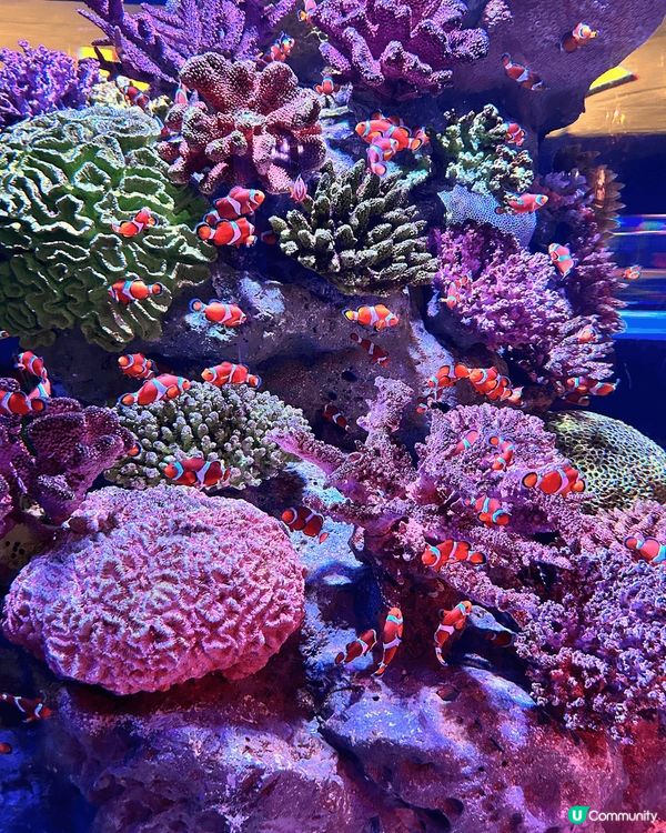 呢個係今年一月尾去曼谷的旅行相，去咗幾日主要都係打卡食嘢，鄭...