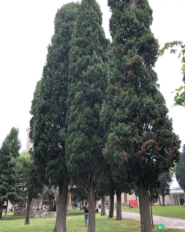 土耳其的風光，晨曦、獨特形狀的大樹、美美的風光，不一樣的景緻...