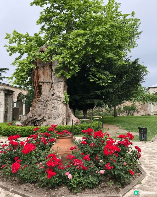 土耳其的風光，晨曦、獨特形狀的大樹、美美的風光，不一樣的景緻...