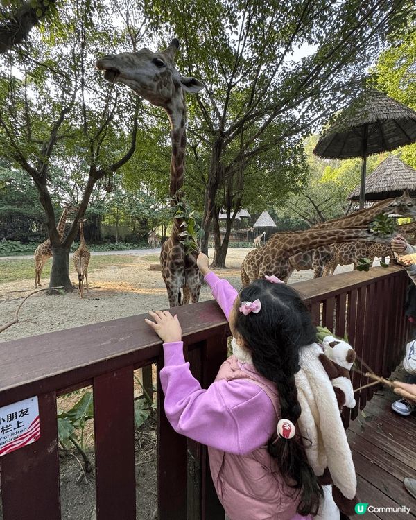 ᪥整個番禺長隆世界有三個樂園，這次介紹的是長隆廣州野生動物園...