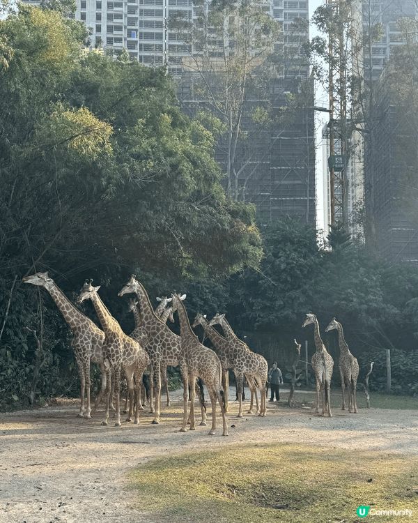 ᪥整個番禺長隆世界有三個樂園，這次介紹的是長隆廣州野生動物園...