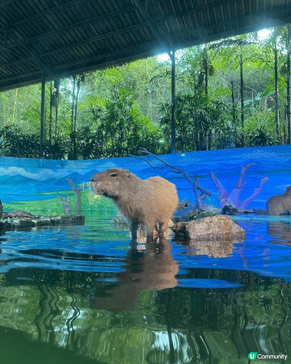 ᪥整個番禺長隆世界有三個樂園，這次介紹的是長隆廣州野生動物園...