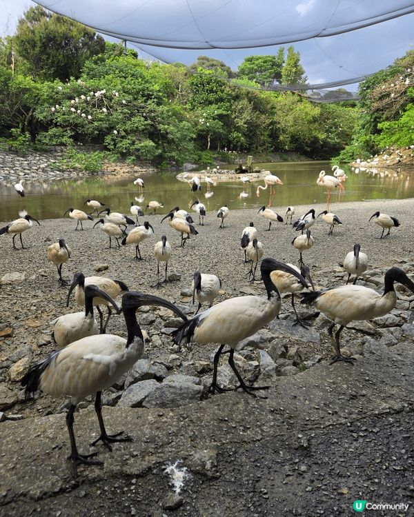 相片包括沖繩文化王國及Neo Park。行沖繩文化王國嘅玉泉...