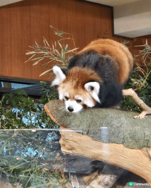 相片包括沖繩文化王國及Neo Park。行沖繩文化王國嘅玉泉...