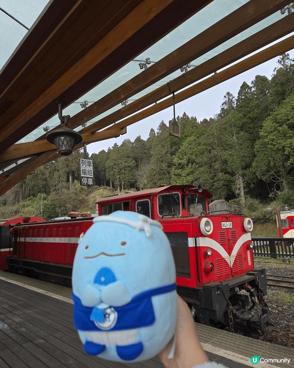 阿里山一日遊🌳