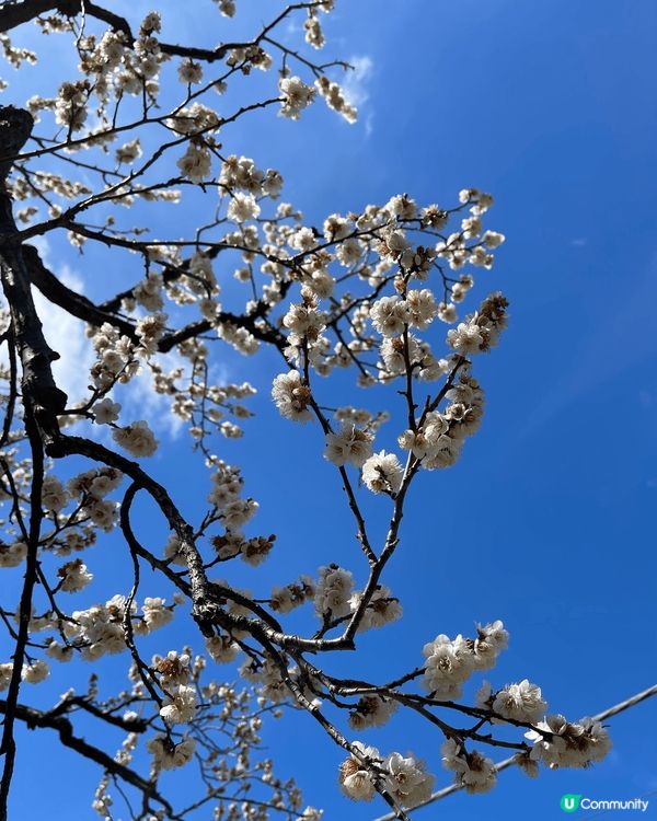 東京之旅，首先係飛機見到富士山，為行程揭幕