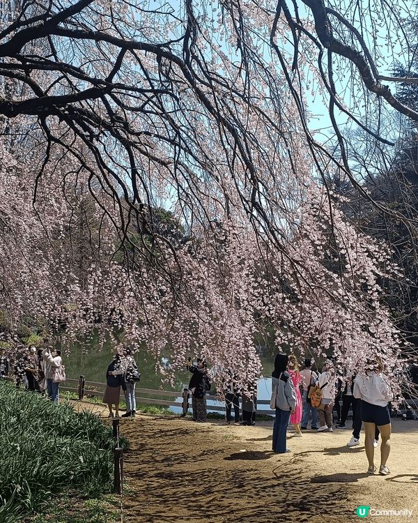 新宿御苑，櫻花超靚，地點易去，附近多食肆商場，賞花後醫肚再購...