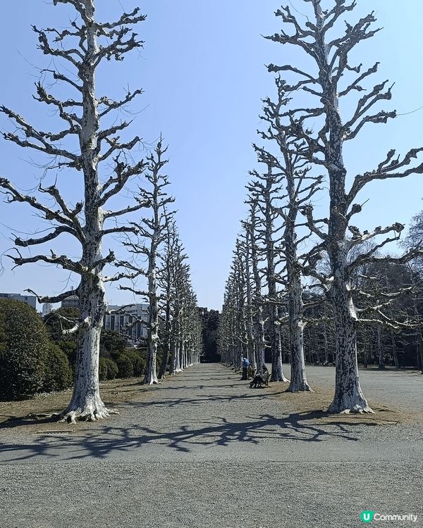 新宿御苑，櫻花超靚，地點易去，附近多食肆商場，賞花後醫肚再購...