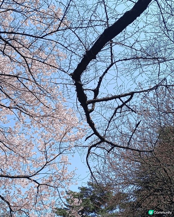 新宿御苑，櫻花超靚，地點易去，附近多食肆商場，賞花後醫肚再購...