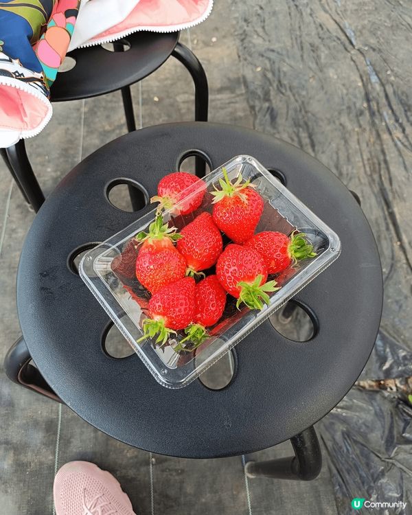 啱啱係熊本返黎，熊本除左熊本熊出名外，士多啤梨都係其名物。今...