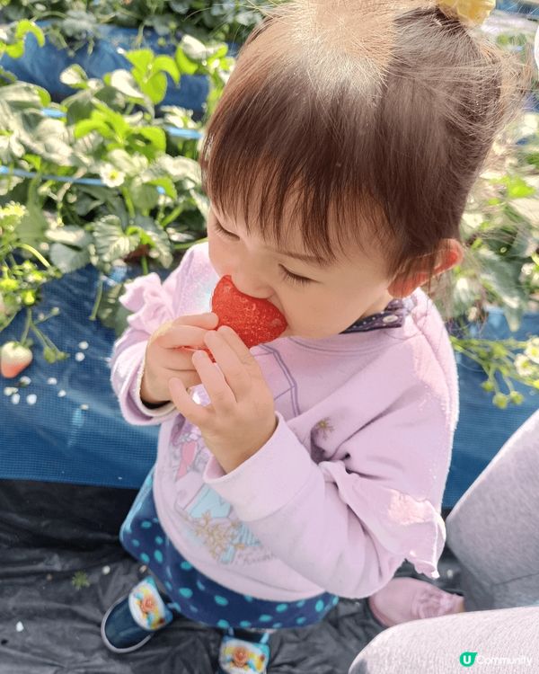 啱啱係熊本返黎，熊本除左熊本熊出名外，士多啤梨都係其名物。今...