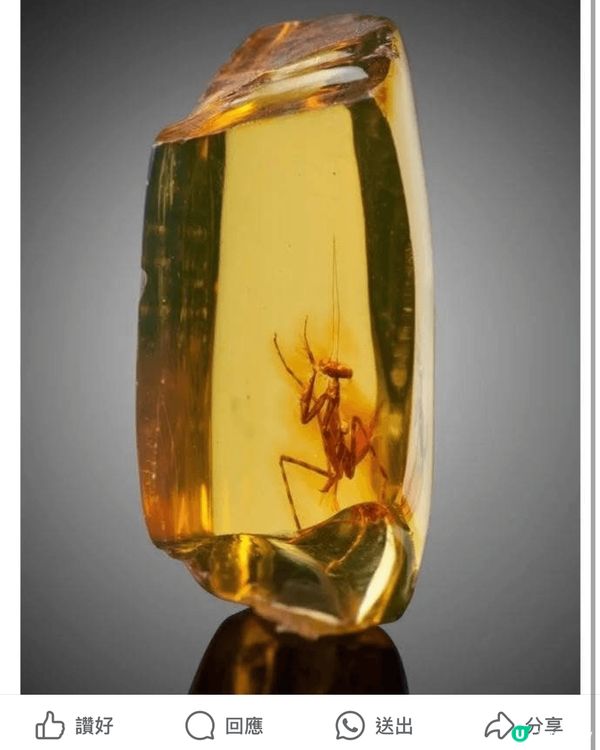 深圳，龍井炒茶，國家非物質文化遺產