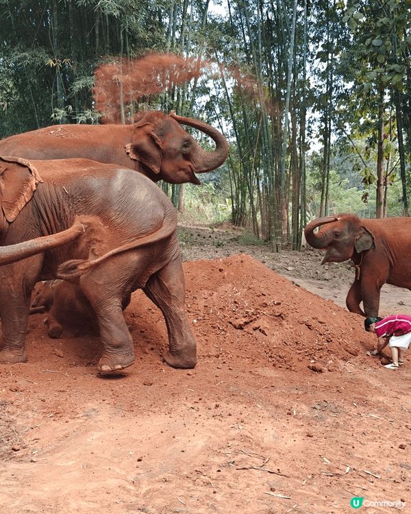 清邁大象保育、清萊三色廟、地道特色甜品，是不喜歡旅行只去購物...