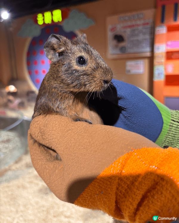 位於珠海印象城有間西遊動物園 入面有超多動物 有好多知識豐富...
