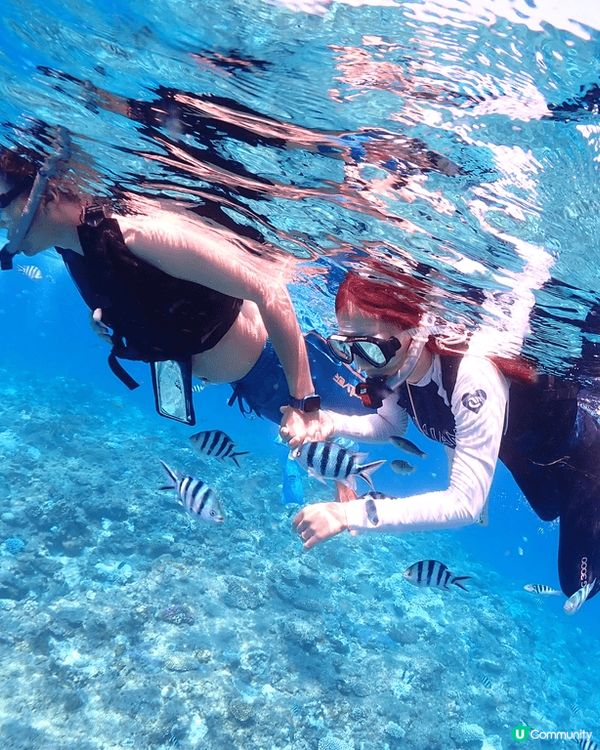 沖繩慶良間浮潛：海水清澈；超多魚同海龜