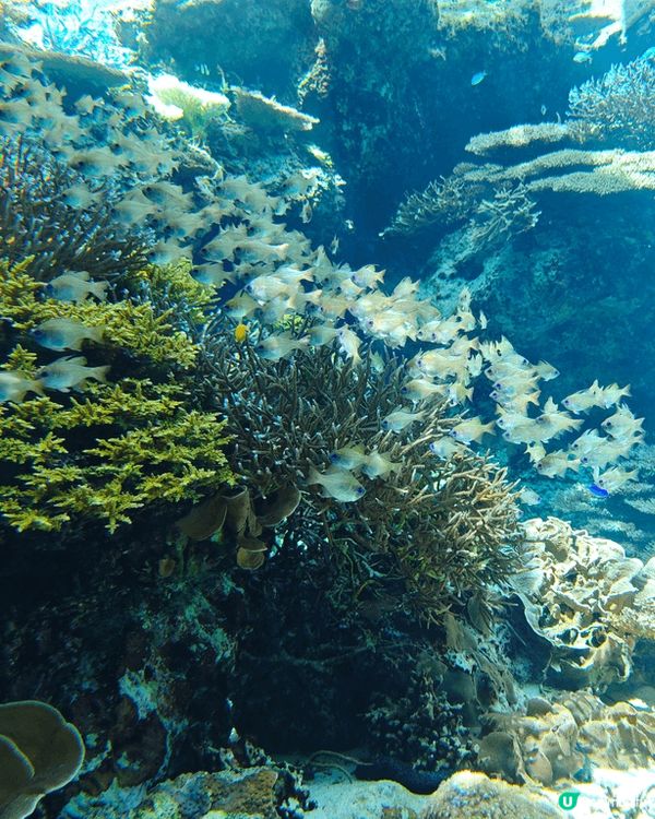 飛去日本沖繩的海岸線日與夜，早上古宇利島海旁沙灘清澈見底，晚...