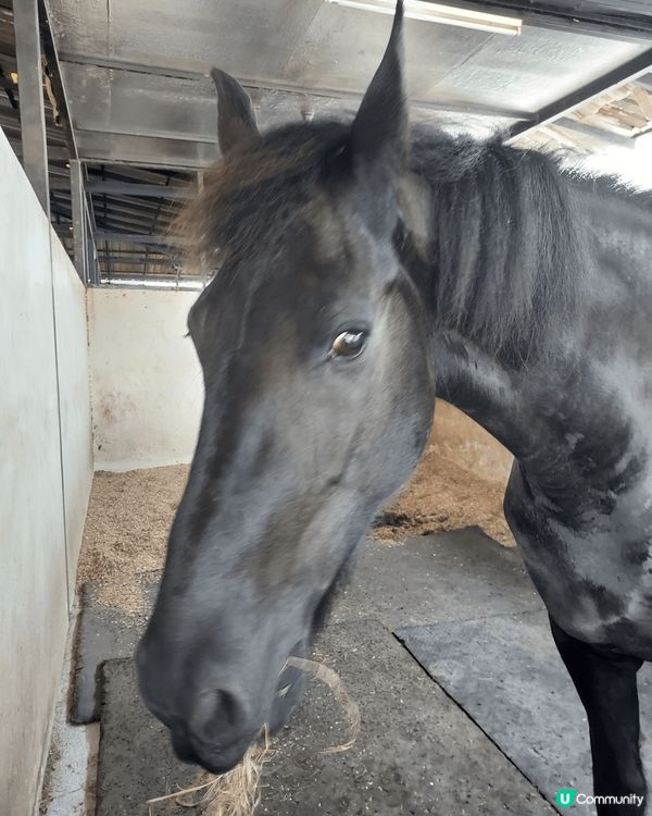 普吉國際馬術俱樂部, 海天一色美景，騎住馬沙灘打卡! 正！😙...