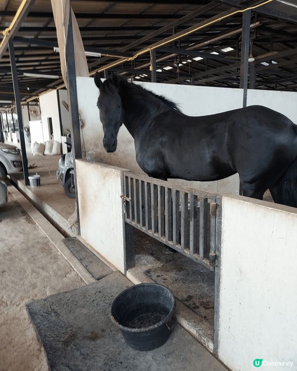 普吉國際馬術俱樂部, 海天一色美景，騎住馬沙灘打卡! 正！😙...