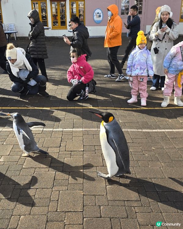 北海道是日本最北端的島嶼，以其壯麗的自然風光、豐富的歷史文化...