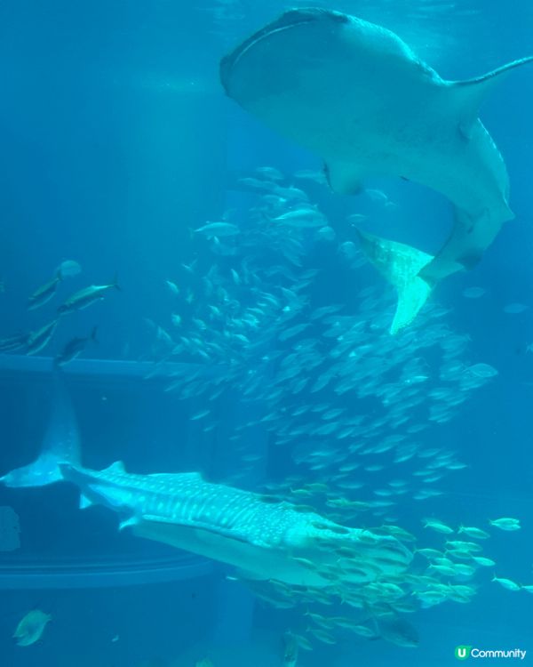 這3張相來自日本大阪，好天氣景色與空氣令人難以忘懷，由其當地...