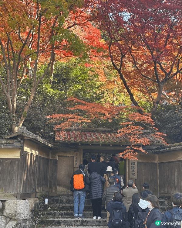 去大阪著和服👘 去了看楓葉同夜楓🍁同埋去食有名的chestn...