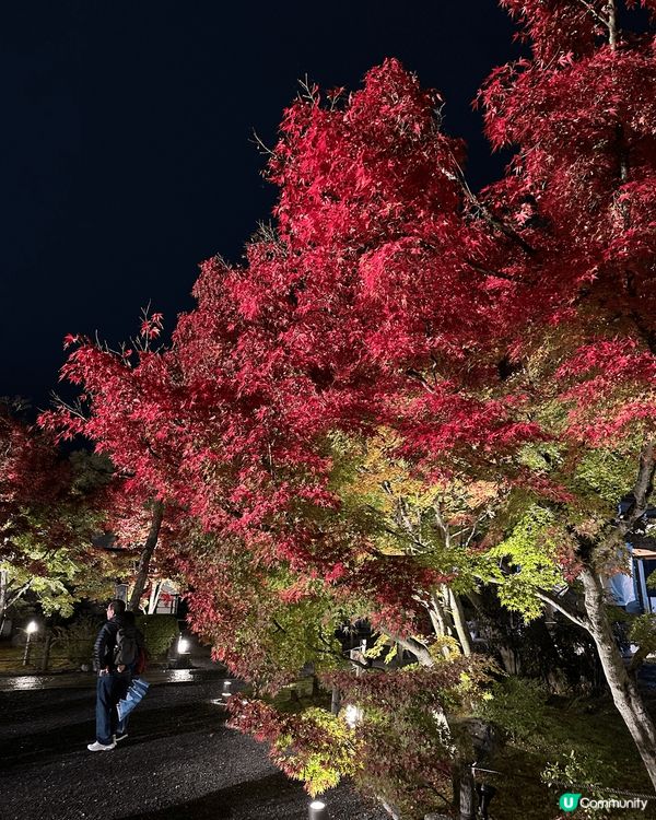 去大阪著和服👘 去了看楓葉同夜楓🍁同埋去食有名的chestn...