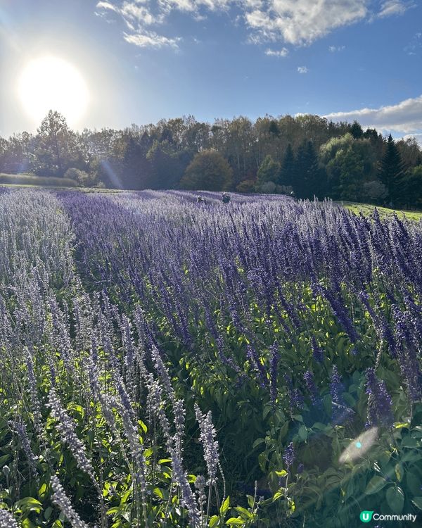 第一次去日本北海道札幌， 比我感覺真係同市區嘅日本係爭好遠，...