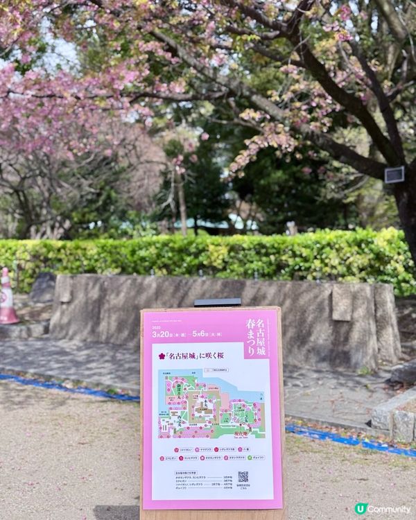 🆕2025年4月🌸名古屋城春祭🏯櫻花實況