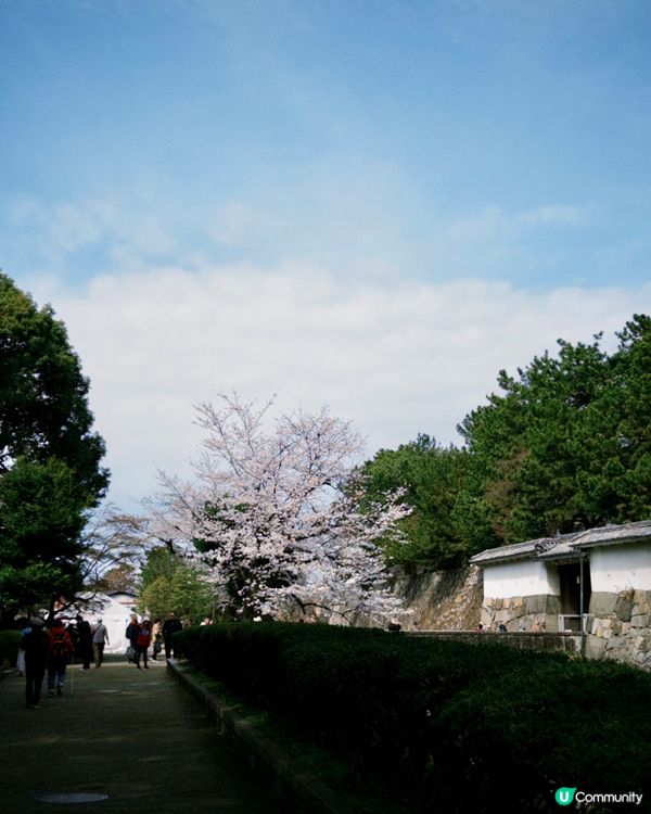 🆕2025年4月🌸名古屋城春祭🏯櫻花實況