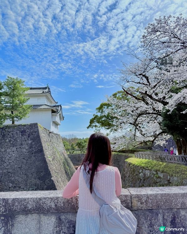 🆕2025年4月🌸名古屋城春祭🏯櫻花實況