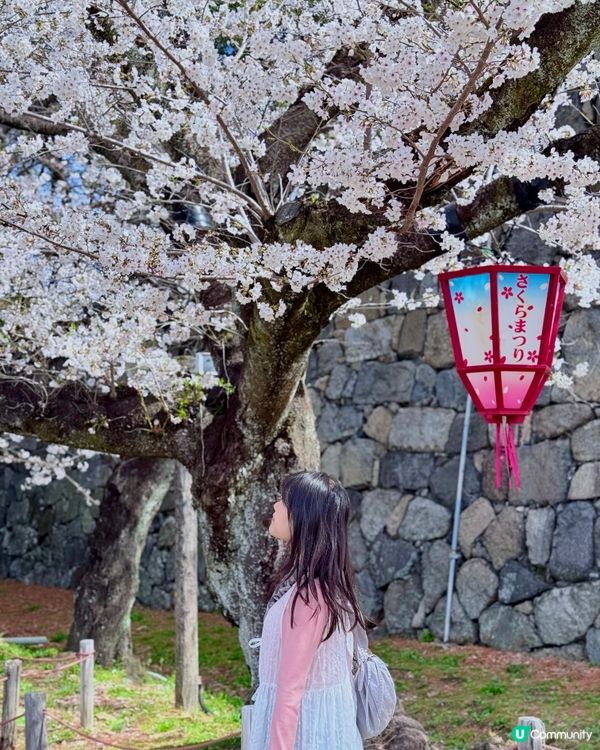 🆕2025年4月🌸名古屋城春祭🏯櫻花實況