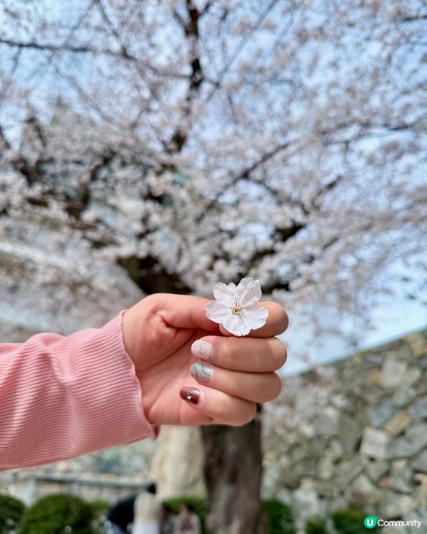 🆕2025年4月🌸名古屋城春祭🏯櫻花實況