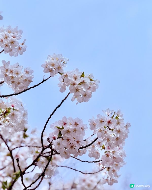 🆕2025年4月🌸名古屋城春祭🏯櫻花實況