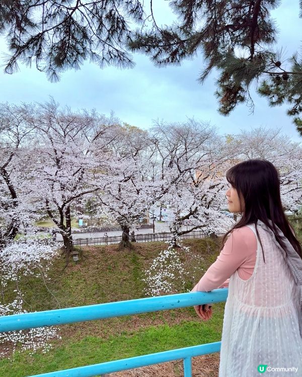 🆕2025年4月🌸名古屋城春祭🏯櫻花實況