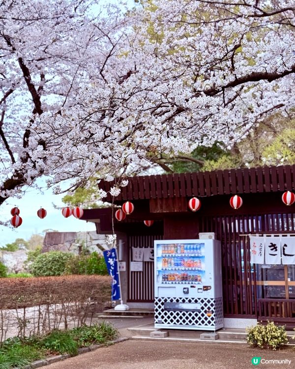 🆕2025年4月🌸名古屋城春祭🏯櫻花實況