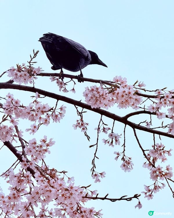 🆕2025年4月🌸名古屋城春祭🏯櫻花實況