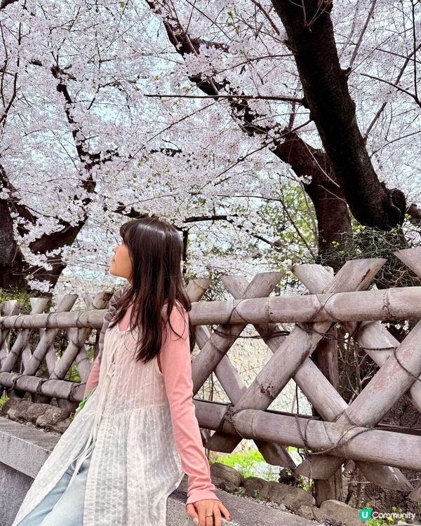 🆕2025年4月🌸名古屋城春祭🏯櫻花實況