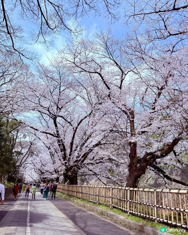 🆕2025年4月🌸名古屋城春祭🏯櫻花實況